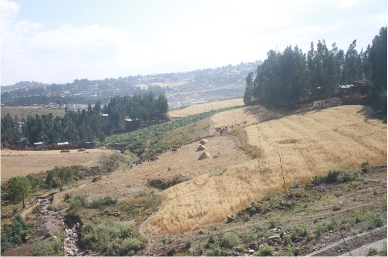 Planting the Greenery